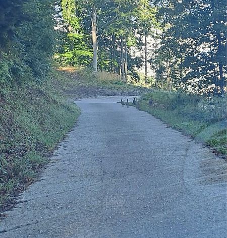 Gallo cedrone  - Jacopo Verardo (FVG)