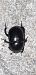Geotrupes sp. © Michele Cento