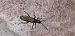 Oedemera nobilis  - Michele Cento