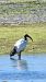 Ibis sacré (Threskiornis aethiopicus) © Hendrik K.