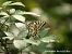 Swallowtail (Papilio machaon) © Mikel Etxegarai