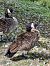 Canada Goose - Augst Hans-Joachim