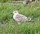 Lesser Black-backed Gull  - Andreas Scholl