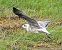 Lesser Black-backed Gull  - Andreas Scholl