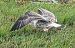 Lesser Black-backed Gull  - Andreas Scholl