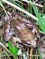 Grenouille agile (Rana dalmatina) © Laurent Aupetit