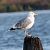 Gabbiano nordico (Larus argentatus) © Mario Baldauf, Maria Gärtner