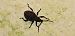 Otiorhynchus sulcatus © Michele Cento