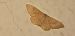 Idaea rubraria © Michele Cento