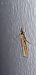 Agriphila tristella © Michele Cento