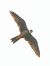 Faucon hobereau (Falco subbuteo) © Massimo Tassinari