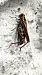 Calliptamus barbarus © Pierre Durlet