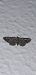 Eupithecia semigraphata © Michele Cento