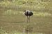 Ibis falcinelle  - Massimo Maldifassi