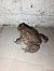 Bufo / Bufotes / Epidalea sp. 