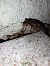 Toad sp. (Bufo / Bufotes / Epidalea sp.) © hidden author