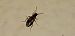 Dromius quadrimaculatus © Michele Cento