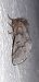 Thaumetopoea pityocampa © Michele Cento