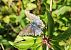 Polyommatus daphnis © Marco Cortemiglia