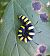 Acronicta alni © Monica Carabella