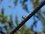 Cincia mora (Periparus ater) © Dario Bosio
