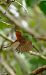 Pit-roig (Erithacus rubecula) © Jose Molis