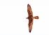 Faucon lanier (Falco biarmicus) © Lluís Culleré