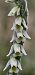 Spiranthes spiralis  - Claire Perrachon