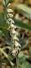 Spiranthes spiralis  - Claire Perrachon