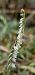 Spiranthes spiralis  - Claire Perrachon