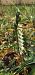 Spiranthes spiralis (Spiranthe d'automne) © Claire Perrachon