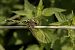 Orthetrum albistylum © Paola Bressan