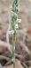 Spiranthes spiralis (Spiranthe d'automne) © Claire Perrachon
