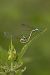 Ischnura elegans © Paola Bressan