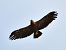Lesser Spotted Eagle  - Paweł Zaniecki