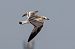 Mouette mélanocéphale  - Viehböck Helga