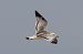 Mouette mélanocéphale  - Viehböck Helga