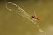 Crocothemis erythraea © Paola Bressan