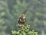 Poiana (Buteo buteo) © Michael Baumgartner