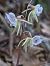 Epipogium aphyllum  - Michel Robin