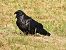 Corvo imperiale (Corvus corax) © Dario Bosio