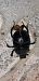 Geotrupes sp.  - Michele Cento
