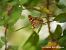 Lesser Purple Emperor (Apatura ilia) © Mikel Etxegarai