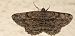 Peribatodes rhomboidaria © Michele Cento