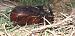 Oryctes nasicornis  - Michele Cento