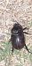Oryctes nasicornis © Michele Cento