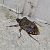 Punaise diabolique (Halyomorpha halys) © Alain Lehalle