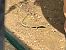 Catalonian Wall Lizard (Podarcis liolepis) © Josep Palet
