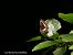 White Admiral (Limenitis camilla) © Mikel Etxegarai