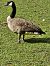 Canada Goose - Augst Hans-Joachim